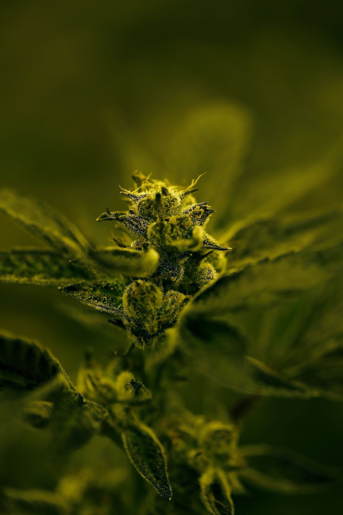 20210919_MET_WEED